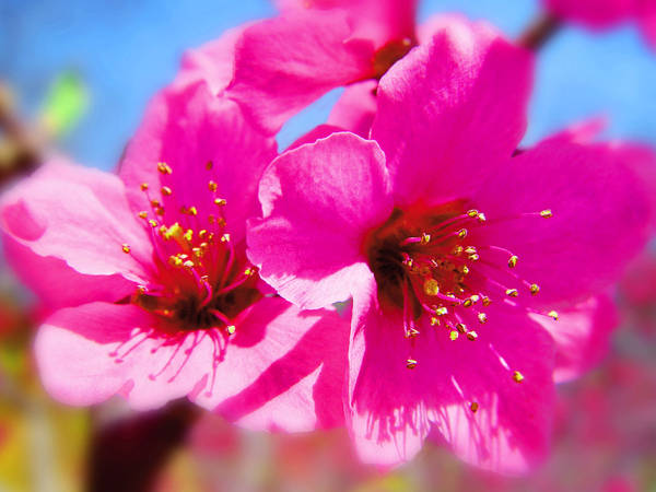 平谷桃花 平谷桃花