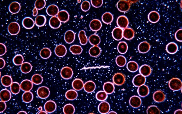 mp9275806_1428031361606_4 mp9275806_1428031361606_4