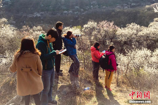 和谐号列车穿越居庸关花海 被赞开往春天的列车10 和谐号列车穿越居庸关花海 被赞开往春天的列车10
