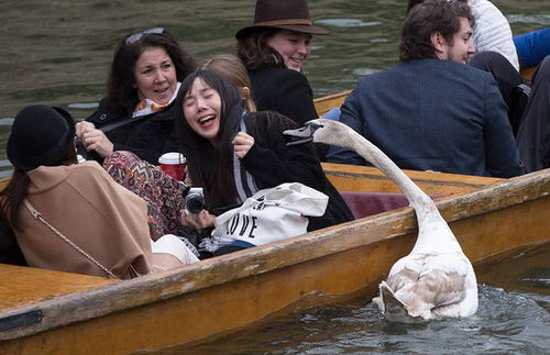 坏脾气天鹅追咬游客抢东西 被称英国剑河“河霸”(组图)