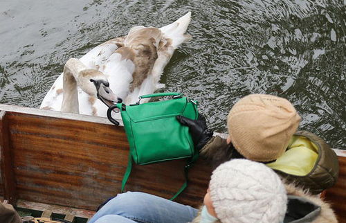 坏脾气天鹅追咬游客抢东西 被称英国剑河“河霸”(组图)