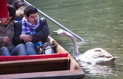 坏脾气天鹅追咬游客抢东西 被称英国剑河“河霸”(组图)