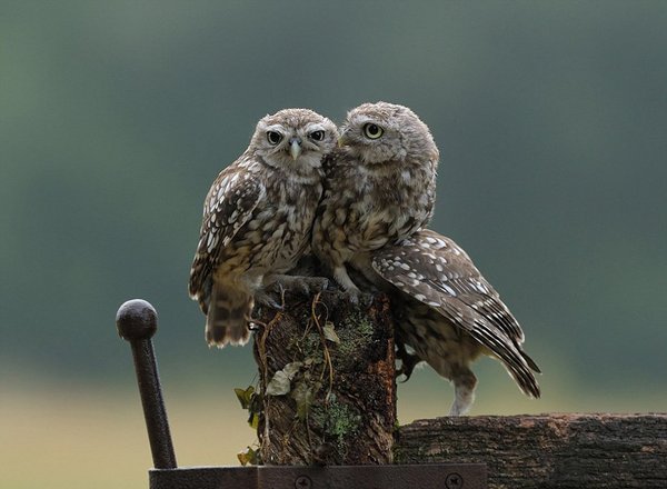 三只小猫头鹰抱成一团，看上去一派温馨景象。（网页截图）