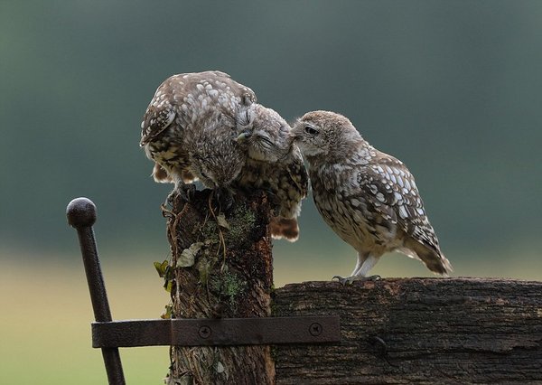 摄影师称每次他亲眼目睹一些不同寻常的景象都感到非常激动，这次也不例外。据悉，小猫头鹰是猫头鹰中的一种，身高仅22厘米。