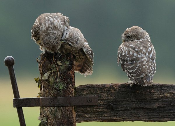 它的兄弟一开始将头扭了过去，对它有点儿嫌弃。最后，这只小猫头鹰终于成功钻到了兄弟的翅膀底下，三只小猫头鹰抱成一团，看上去一派温馨景象。