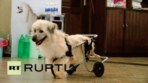 车祸失去双腿坐上轮椅飞奔 德国记者打飞的来为它拍片 车祸失去双腿坐上轮椅飞奔 德国记者打飞的来为它拍片