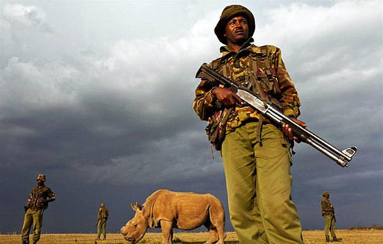 全球最后一头雄性白犀?；?4小时持枪保卫(组图)5