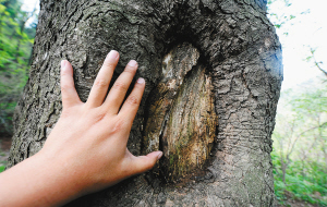 古树上的凹痕 古树上的凹痕