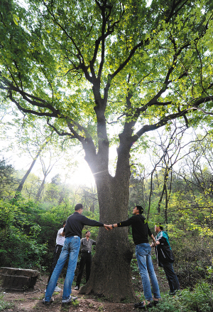 树干要几个人才能抱住 树干要几个人才能抱住