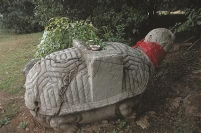 现存的龟趺。 张智峰 摄