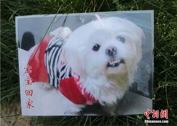 南京老伯满城找爱犬 88天写下心痛日记4 南京老伯满城找爱犬 88天写下心痛日记4