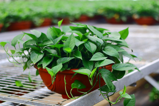 20150430111836c87e4_550 20150430111836c87e4_550