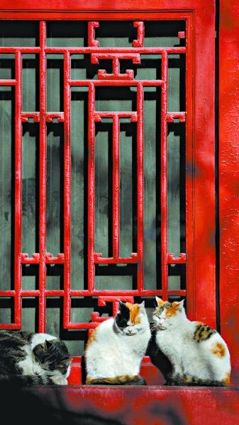 4065151440 4065151440