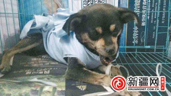 棒打小狗男子遭“人肉”-向爱狗人士鞠躬道歉赔万元7 棒打小狗男子遭“人肉”-向爱狗人士鞠躬道歉赔万元7