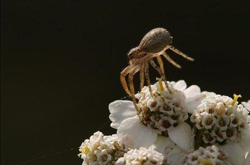 当然，除去迁徙，有时候因为自然环境的变化，蜘蛛为了逃生也会吐丝乘风，暴雨或洪水之后，生活在地面或洞里的蜘蛛就会爬到植物上逃生。