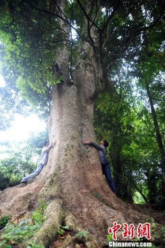 图为树龄超600岁的楠木古树。陈碧生摄
