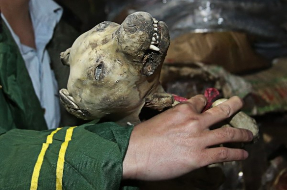 70后猪蹄等“僵尸肉”走私入境-泡椒凤爪成重灾区6