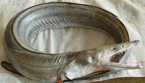 d43d7e21c66016fec8c50c d43d7e21c66016fec8c50c