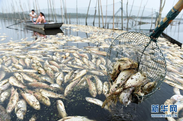 九万亩水域成“酱油湖”-死鱼漂满湖面2 九万亩水域成“酱油湖”-死鱼漂满湖面2