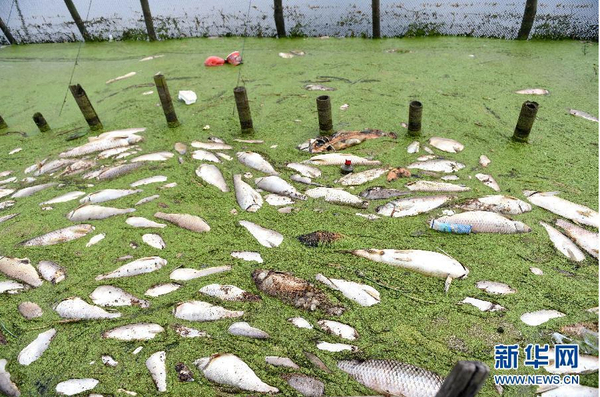 九万亩水域成“酱油湖”-死鱼漂满湖面4 九万亩水域成“酱油湖”-死鱼漂满湖面4