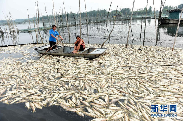 九万亩水域成“酱油湖”-死鱼漂满湖面5 九万亩水域成“酱油湖”-死鱼漂满湖面5
