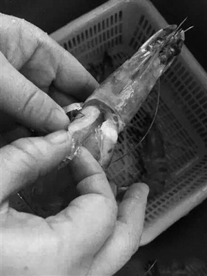 温州市场现注胶虾-专家教你如何鉴别注胶虾2 温州市场现注胶虾-专家教你如何鉴别注胶虾2