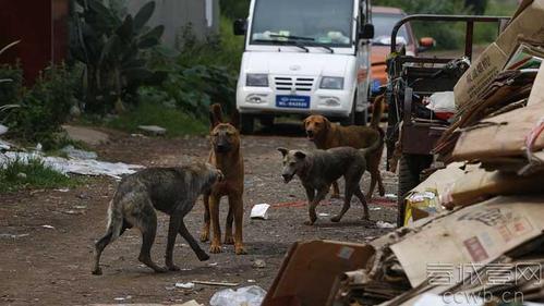 事发地是一片山坡上的果园旁，房东养了好多狗。