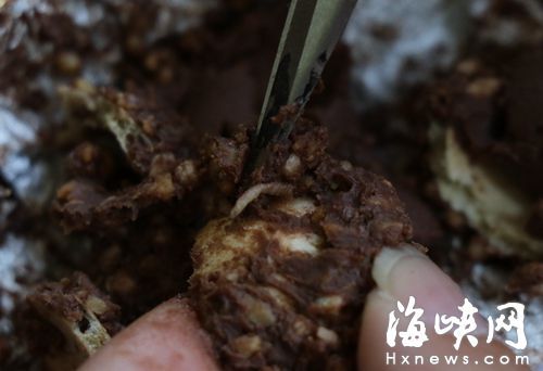 巧克力里的虫子  巧克力里的虫子