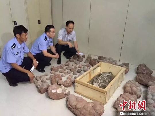 图为河源警方追回1具鹦鹉嘴龙骨骼化石和白垩纪晚期圆形恐龙蛋化石213枚 颜新阳 摄