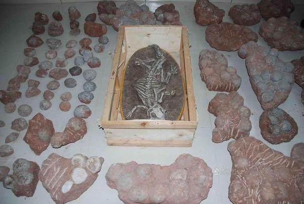 广东河源恐龙蛋化石流失 居民家藏213枚(图)