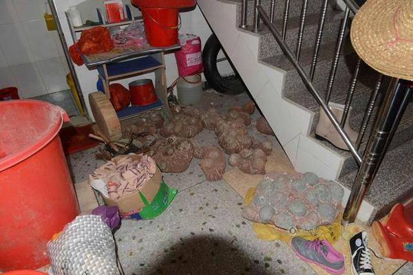 广东河源恐龙蛋化石流失 居民家藏213枚(图)