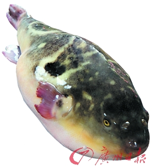 Ob1R-fxftvni8873725 Ob1R-fxftvni8873725