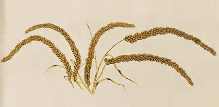 瑞谷图  瑞谷图