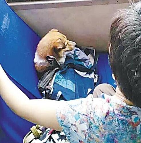 大妈为狗刷卡占座 大妈为狗刷卡占座