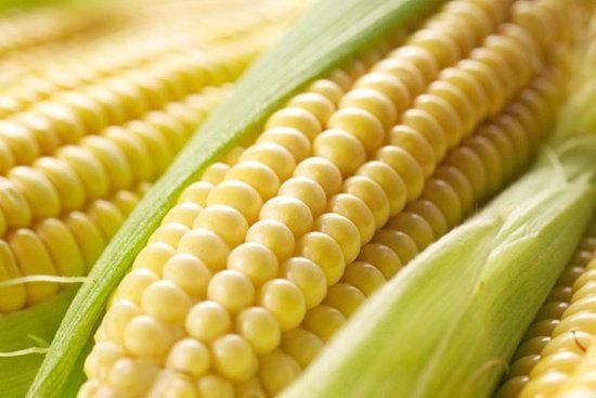 农业部答复政协提案:批准上市的转基因食品安全 农业部答复政协提案:批准上市的转基因食品安全