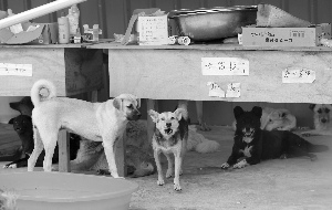 1381只被救“玉林狗”剩400多 有的病死有的被领养 1381只被救“玉林狗”剩400多 有的病死有的被领养