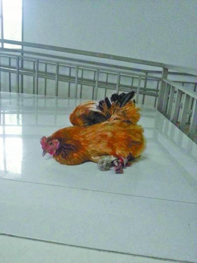 母鸡搭“顺风车”狂奔20公里 被车主当宠物 母鸡搭“顺风车”狂奔20公里 被车主当宠物