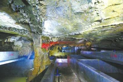 四川“巨无霸”娃娃鱼身长达1.5米 重80多斤(图)2 四川“巨无霸”娃娃鱼身长达1.5米 重80多斤(图)2