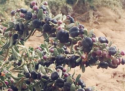 黑枸杞 青海 格尔木 黑枸杞 青海 格尔木