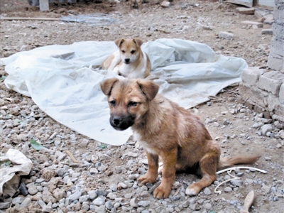 给一千多条流浪狗一个不被“屠杀”的去处 给一千多条流浪狗一个不被“屠杀”的去处