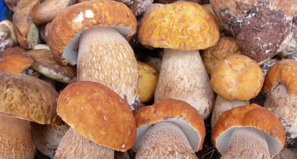 别让网络传言误会食品安全-牛肝菌 别让网络传言误会食品安全-牛肝菌