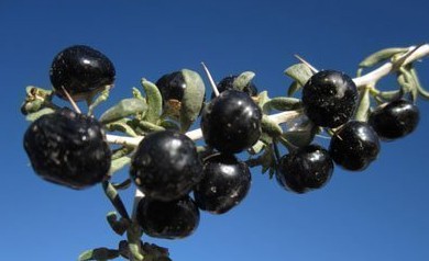 黑枸杞之劫始于疯狂的炒作 黑枸杞之劫始于疯狂的炒作