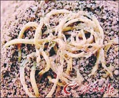 青海喇家遗址发现的古代“面条” 青海喇家遗址发现的古代“面条”