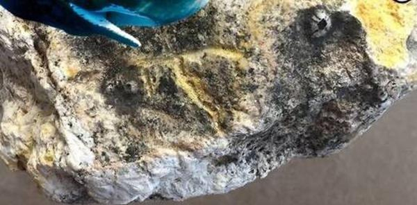 海边遛狗发现珍宝-系在海上漂浮数十年的龙涎香2 海边遛狗发现珍宝-系在海上漂浮数十年的龙涎香2