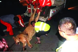 马戏团母狮越狱上高速被撞伤 民警开枪将其击毙