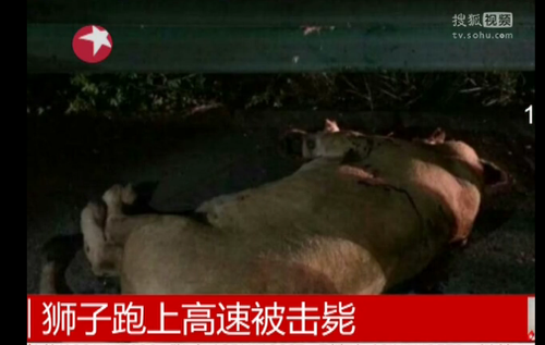 狮子跑上高速被击毙