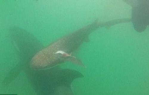 FFF63521C297FC44D4447F55DCC85E92 FFF63521C297FC44D4447F55DCC85E92