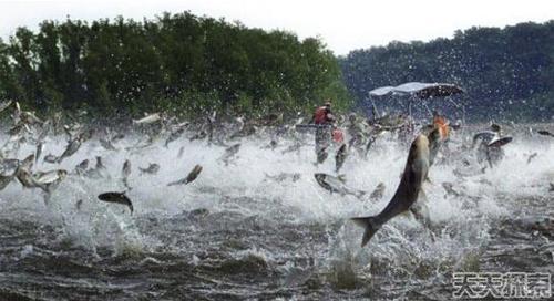 亚洲鲤鱼“入侵”美国，要从上世纪70年代说起。