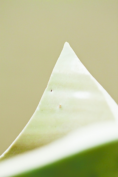 张林拍摄的青瓷刻花梅瓶标本 张林拍摄的青瓷刻花梅瓶标本