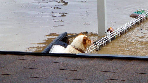 洪水中的狗狗 洪水中的狗狗